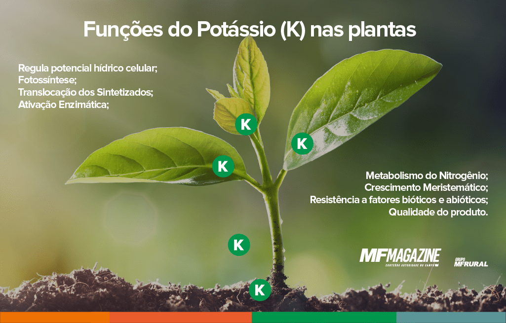 Potássio Funções Fontes Modo De Aplicação E Sintomas De Deficiência Diário Do Campo 1776